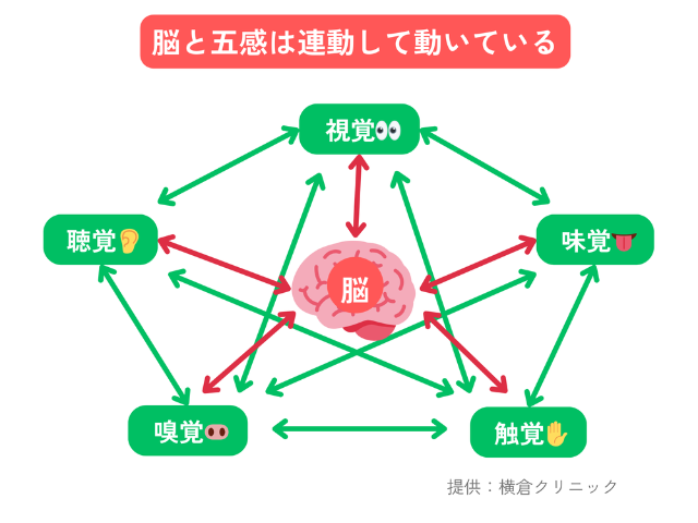 脳と五感は連動している