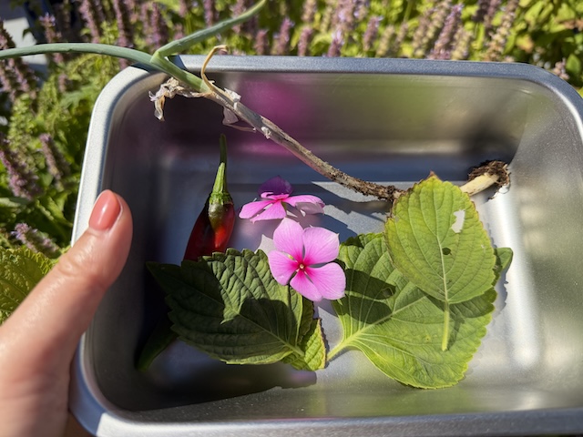 収穫したゴマの葉や食用の花